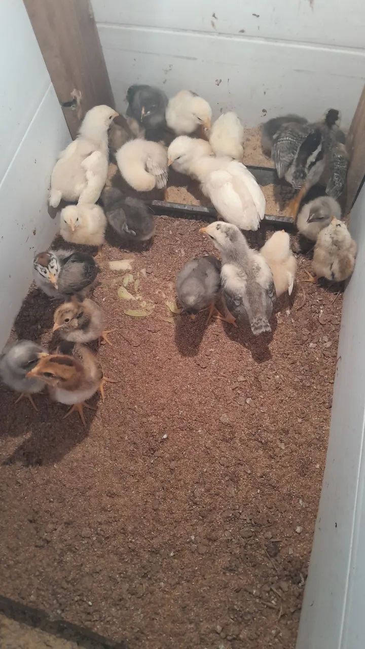 Pintinhos caipira 