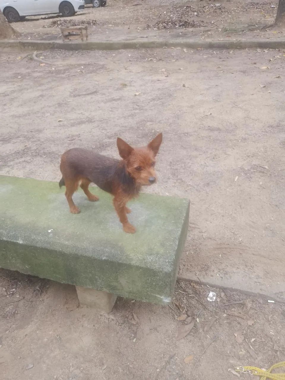 Cachorrinha, doação  - Foto 2