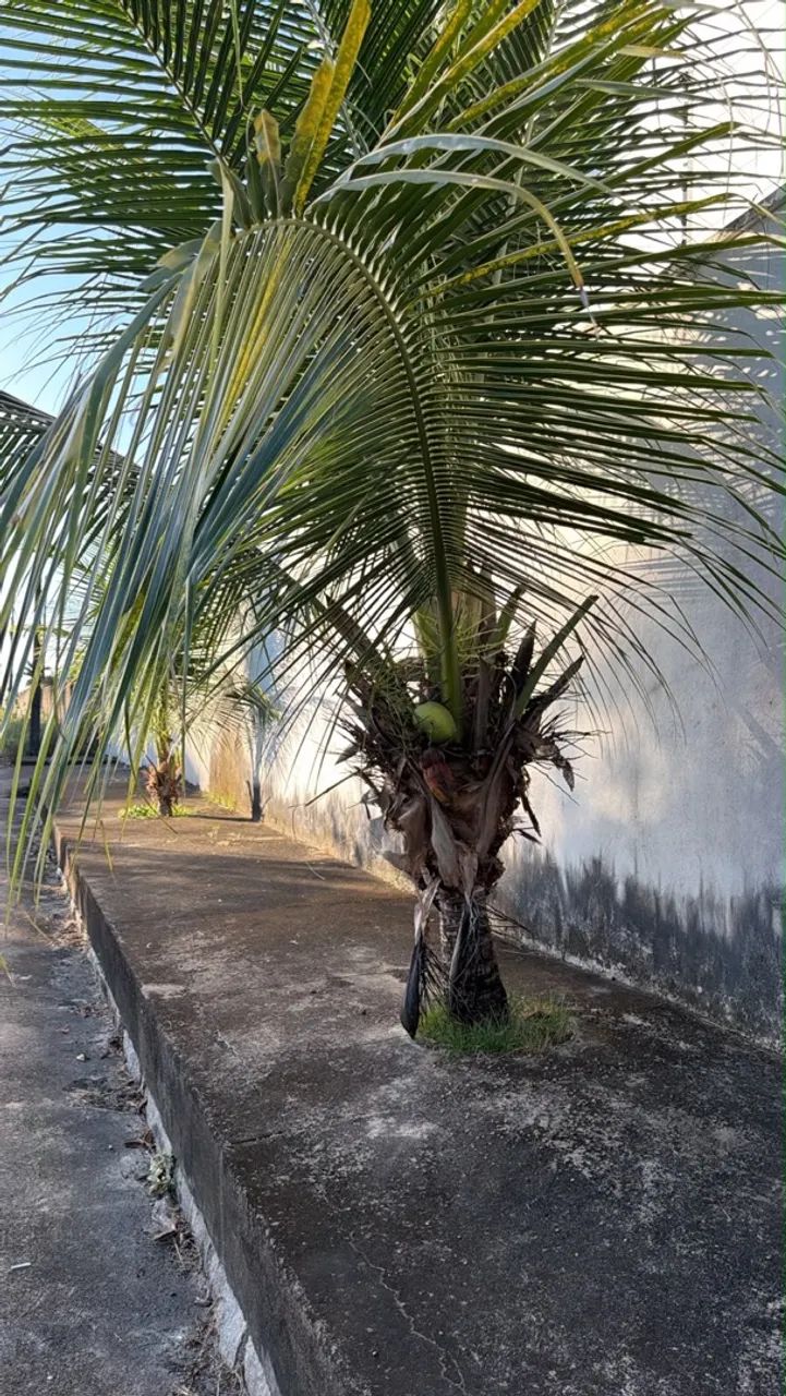 Coqueiro  - Foto 2