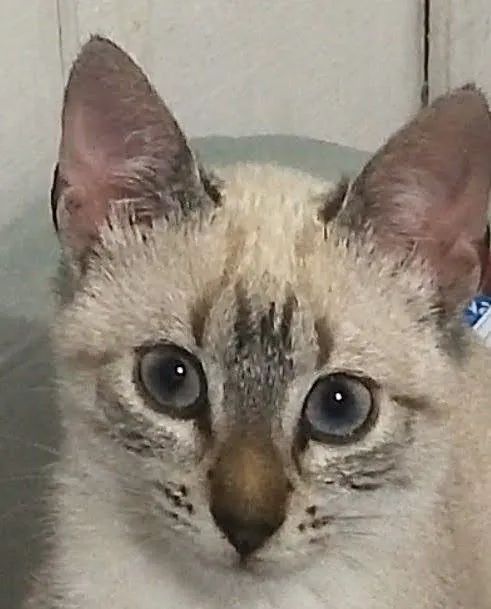Kuem tem gatinhos