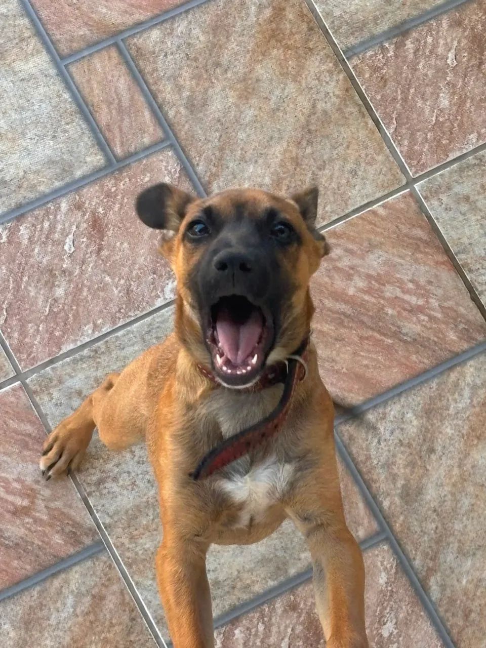 Doação de cachorro  - Foto 3