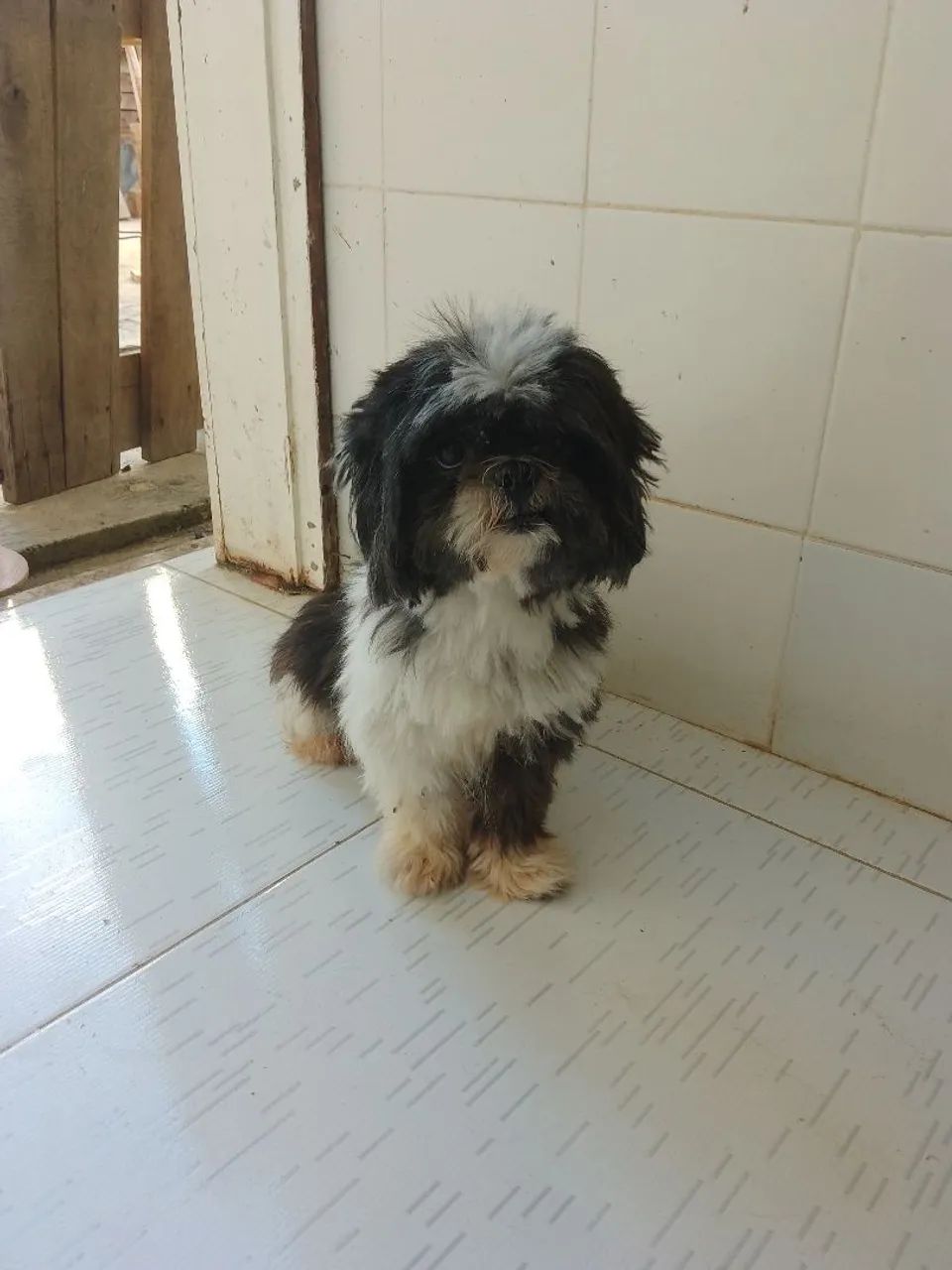 Shitzu  - Foto 3