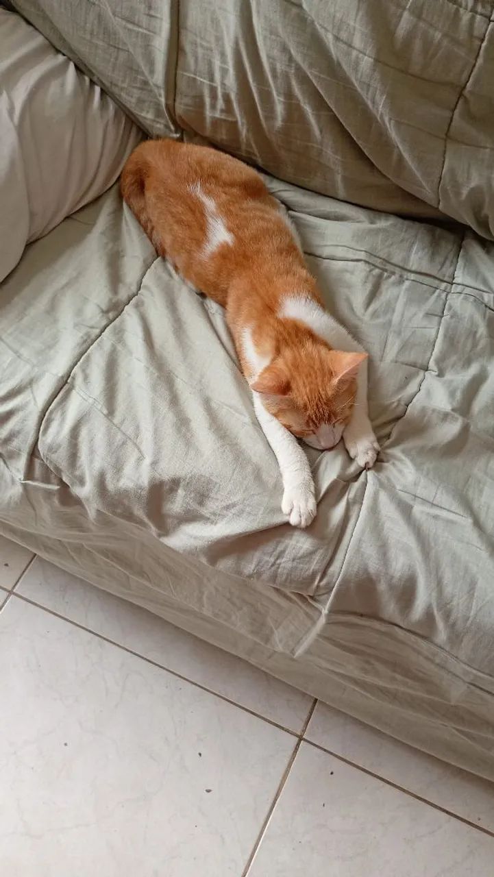 Gato laranja para adoção 