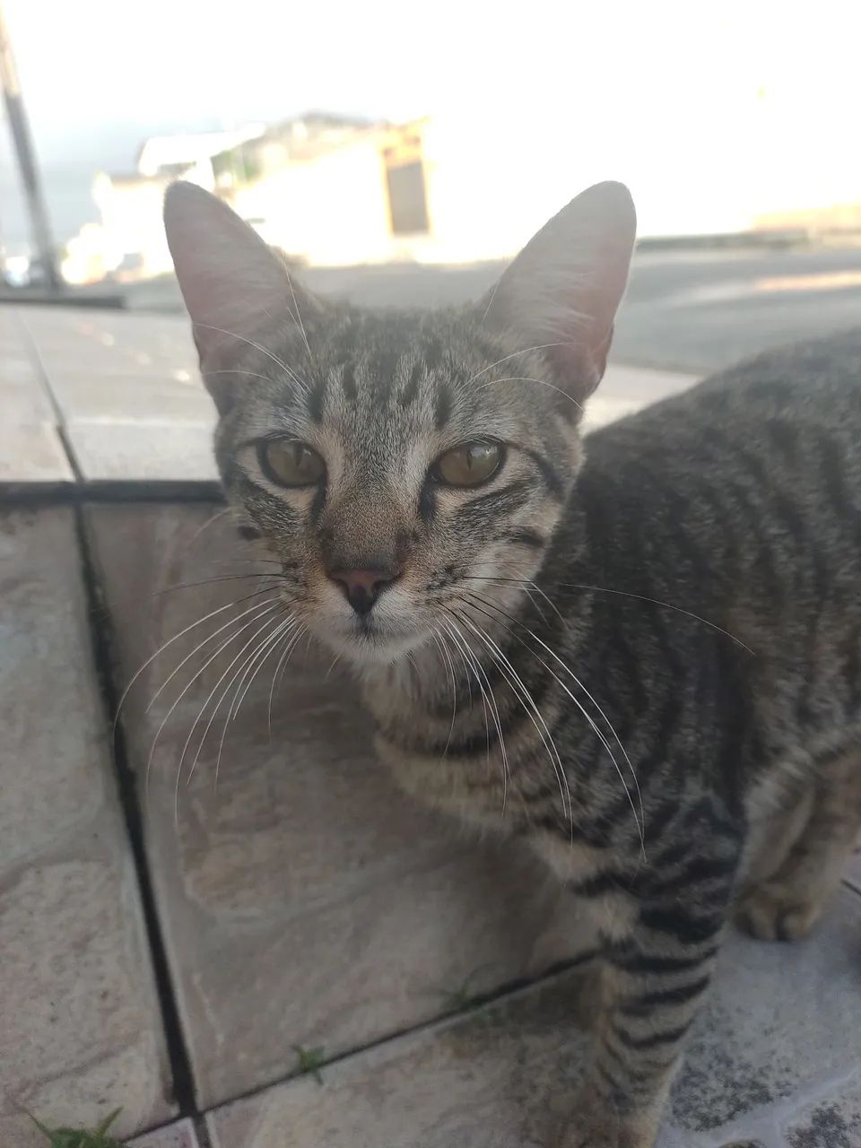 Doação de gato - Foto 2