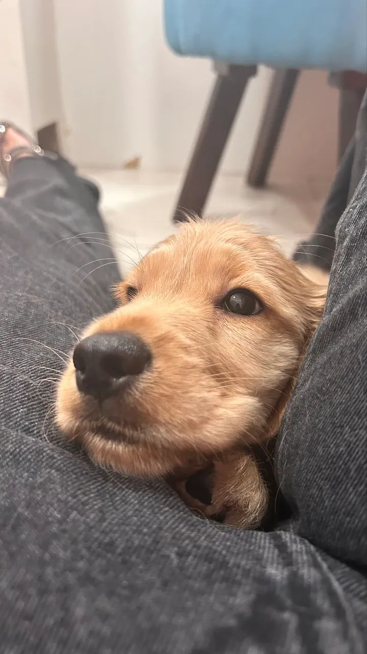 Filhotes de cocker spaniel - Foto 3