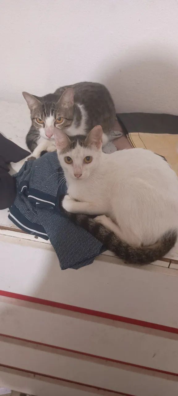 Doação Responsável Gatinhos
