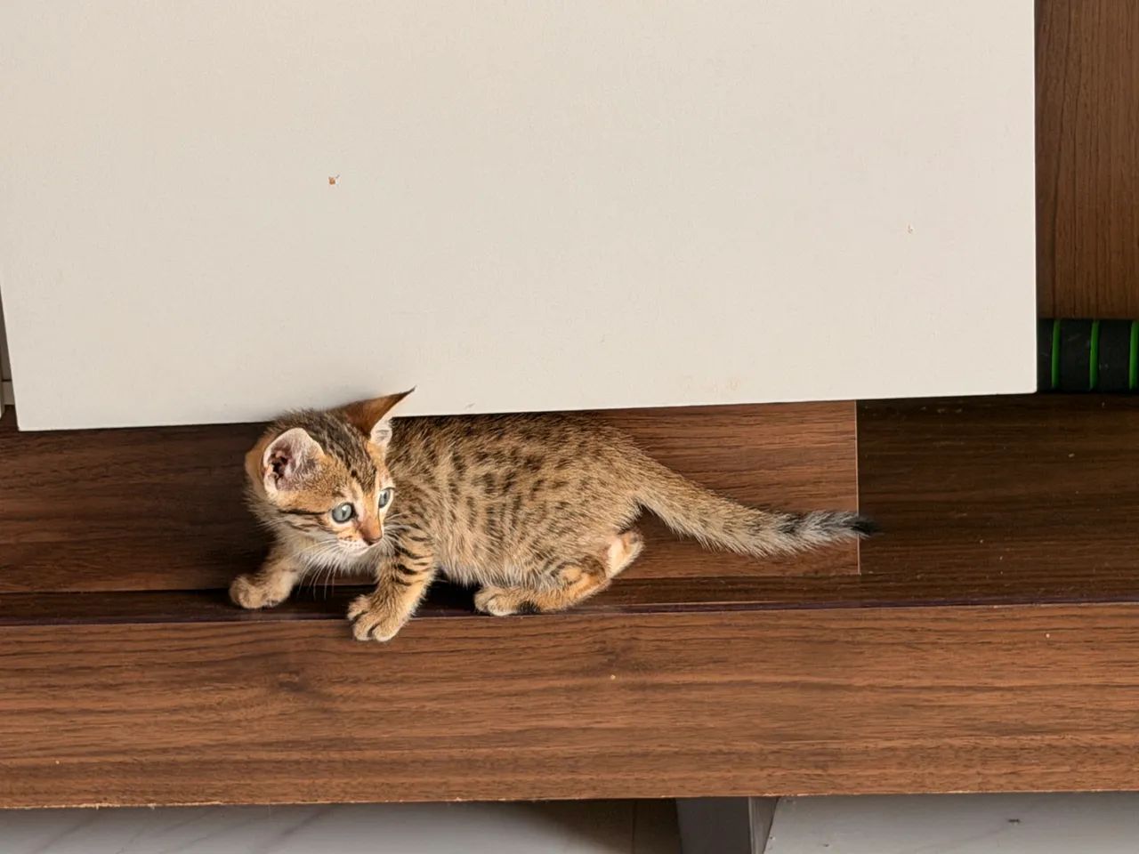 Gatos Bengal  - Foto 4