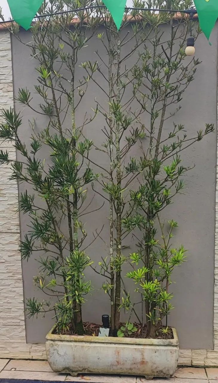 Planta com vaso  - Foto 2