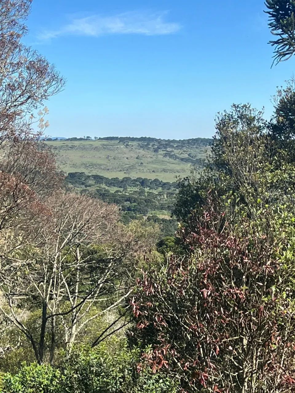 Chácara de 2 hectares em Painel/ SC - Foto 4