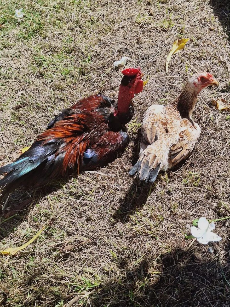 Casa de aves  - Foto 3