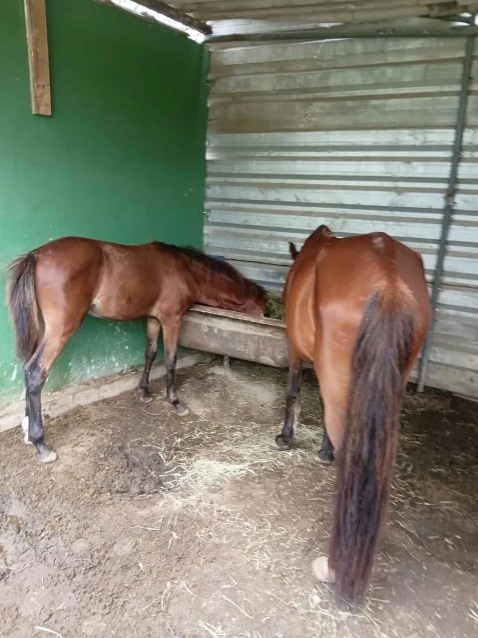 VENDO ÉGUA E POTRO COM 6 MESES - Foto 4