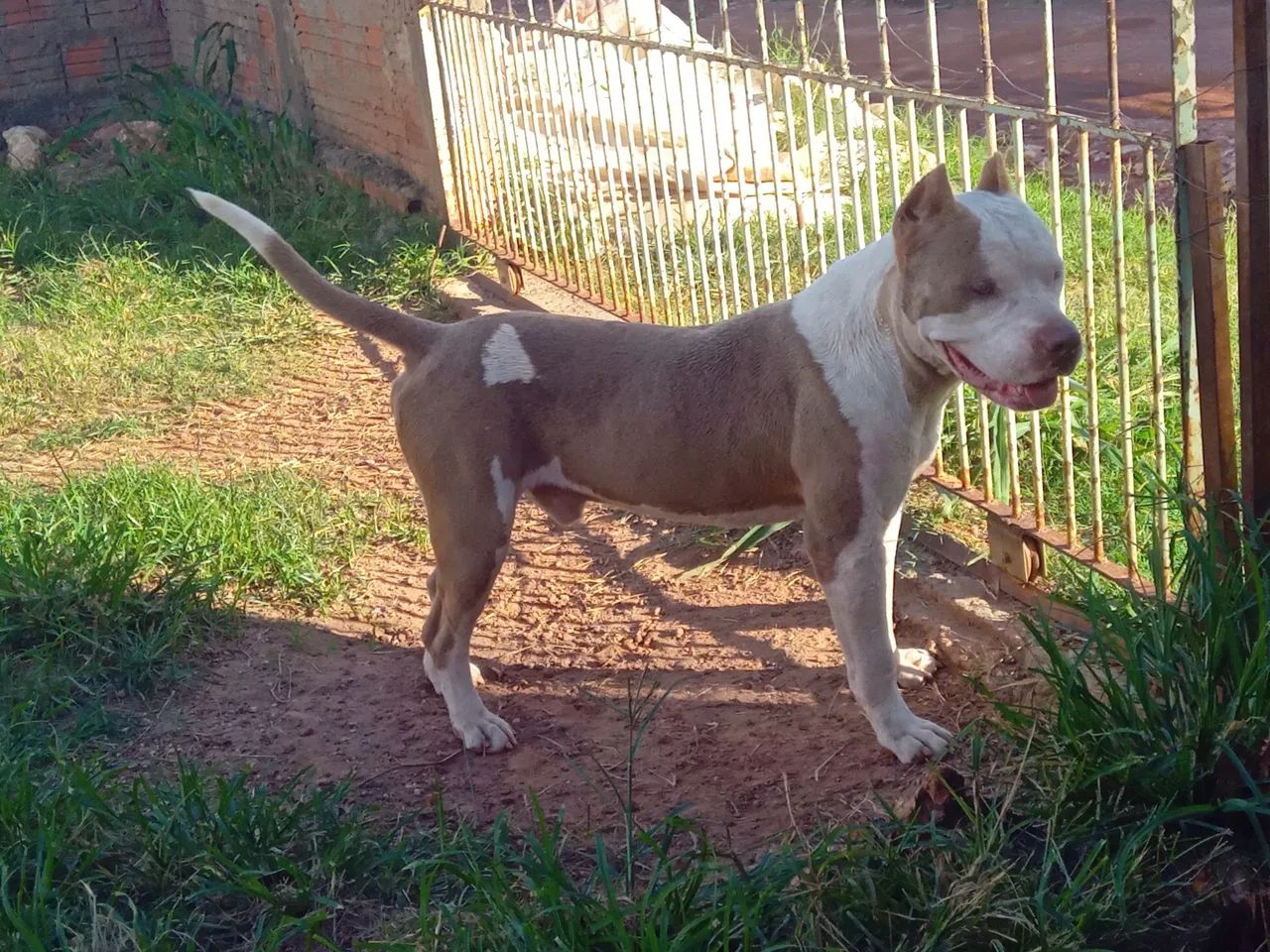 Americanbully macho (COBERTURA) - Foto 5