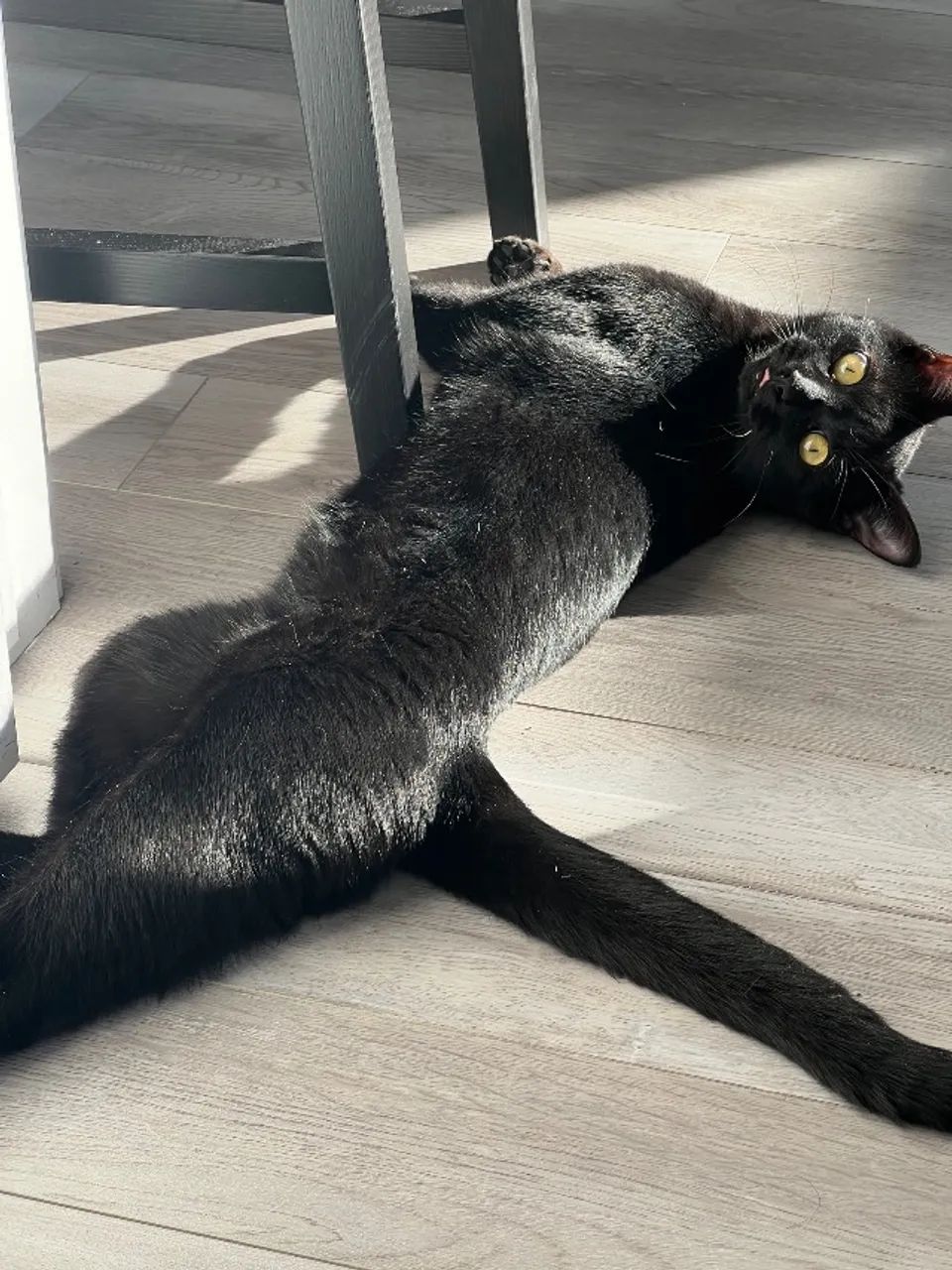 Gato - Foto 5