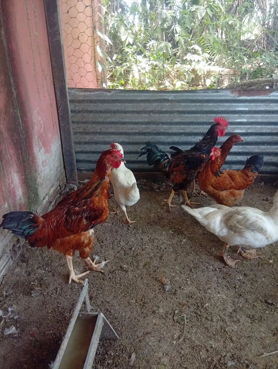Animais Agro  - Foto 5