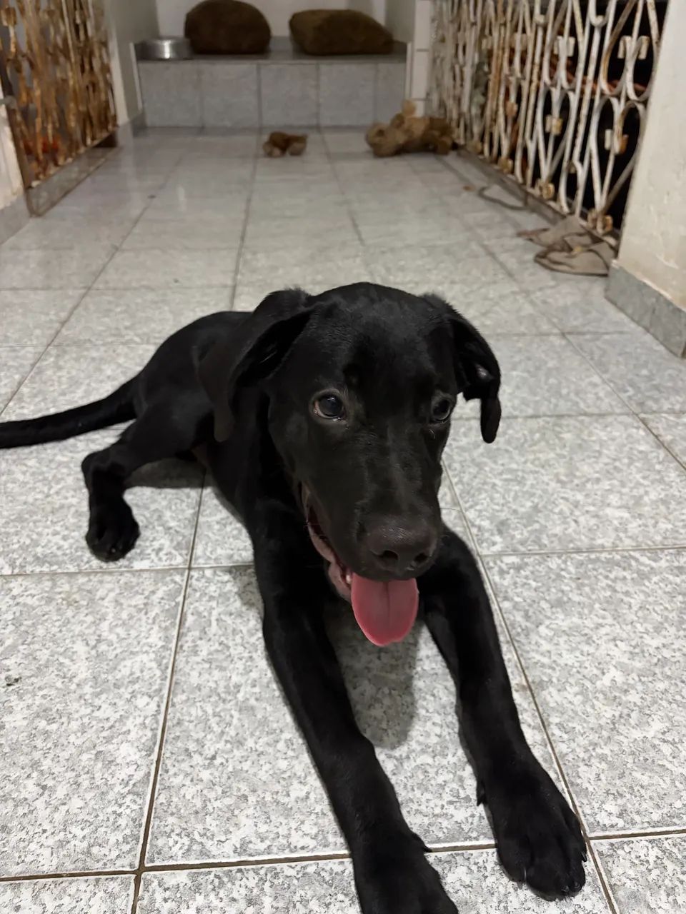 Cachorro labrador de 5 meses  - Foto 4