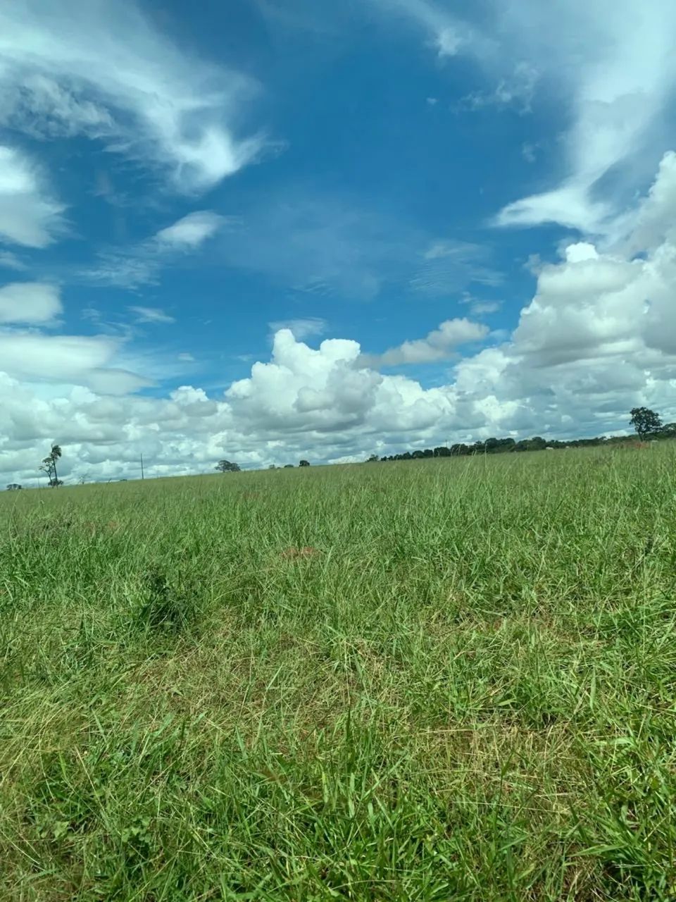 Fazenda dupla aptidão região monte alegre  - Foto 2