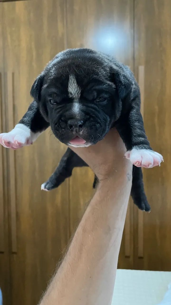 Filhote American Bully Macho 