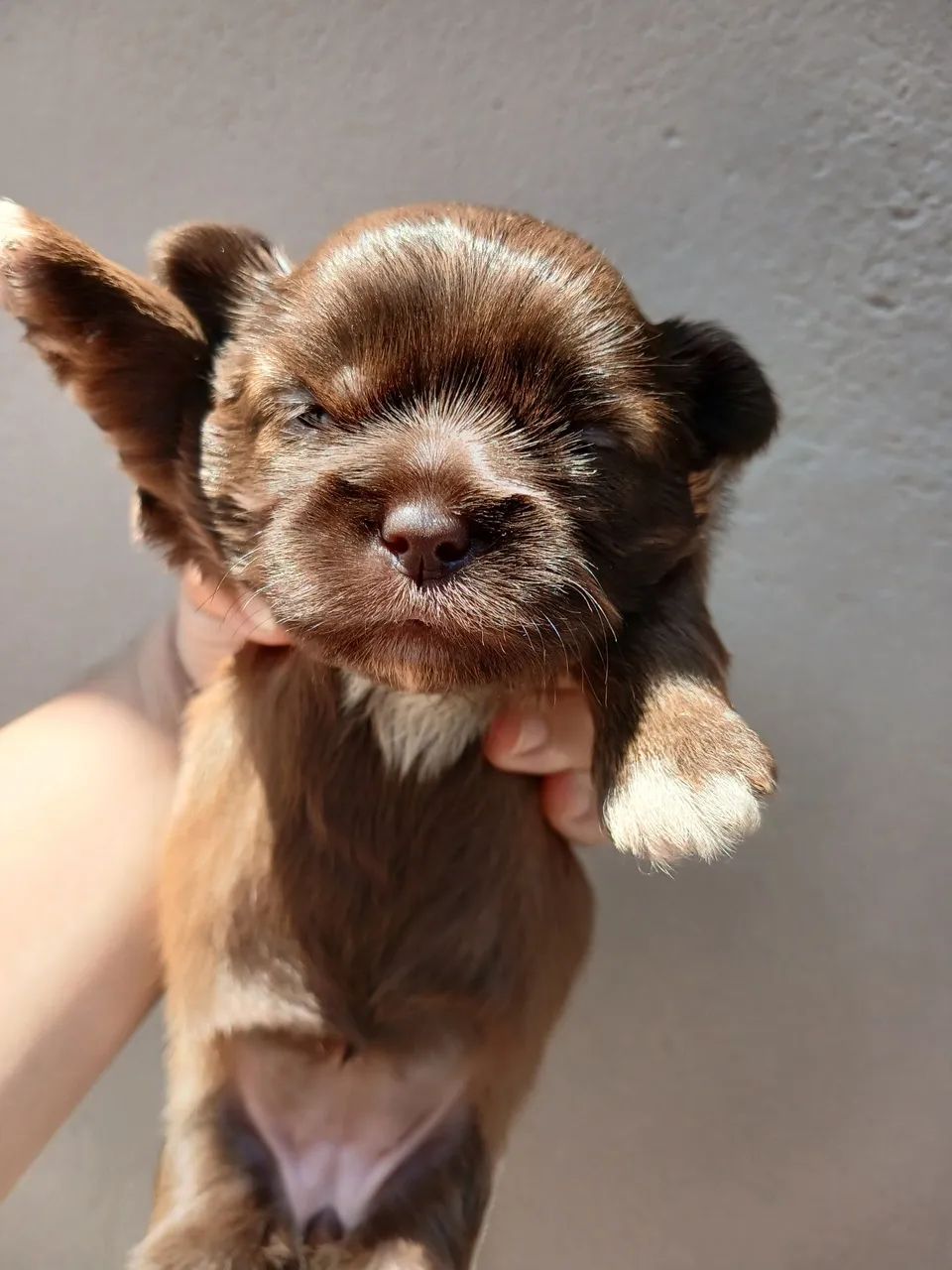 Shitzu puro - Foto 4