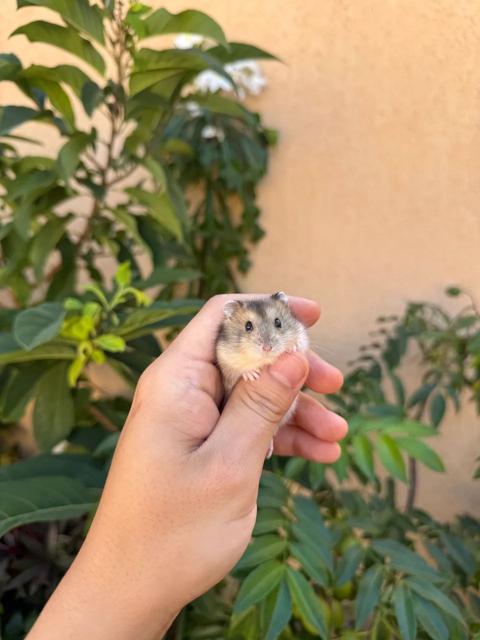 Hamster Anão  - Foto 4