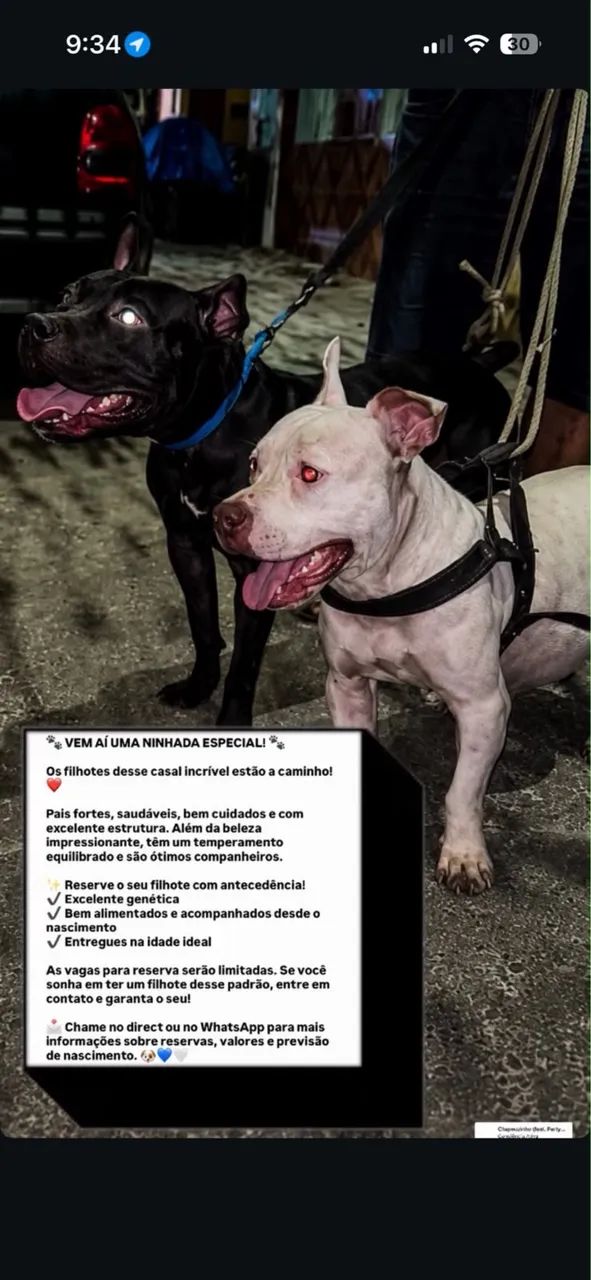 Cachorro