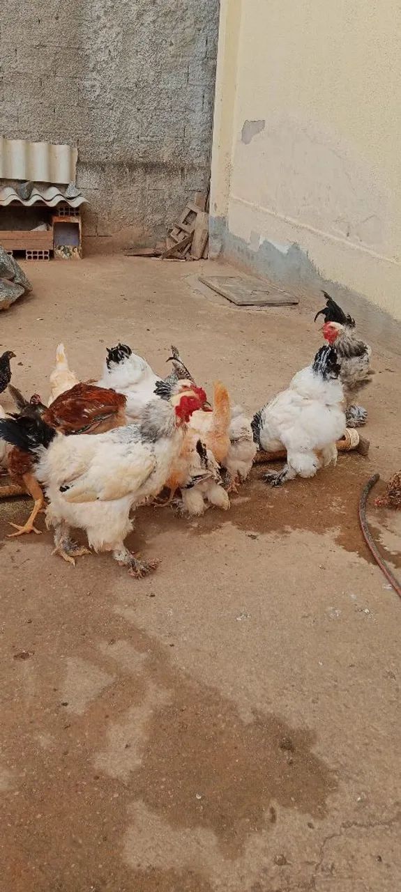 Brahma light  - Foto 2