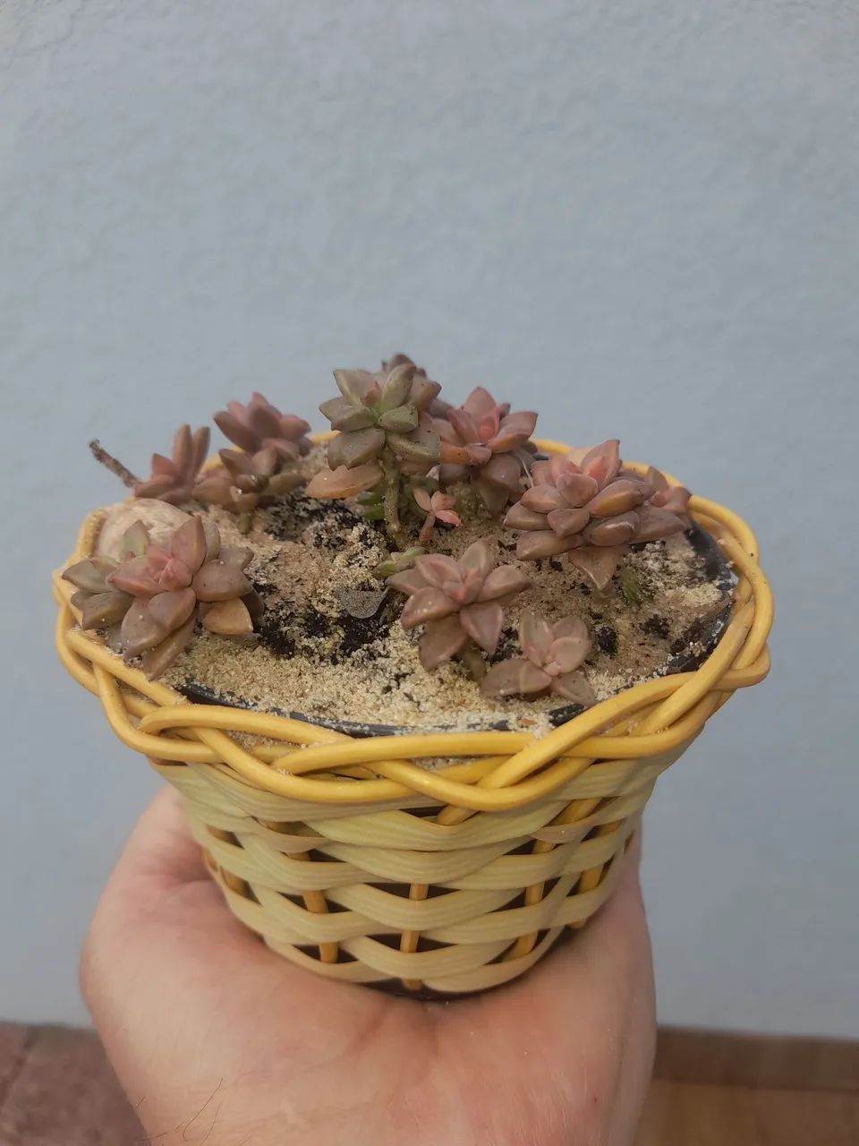 Sedum bronze