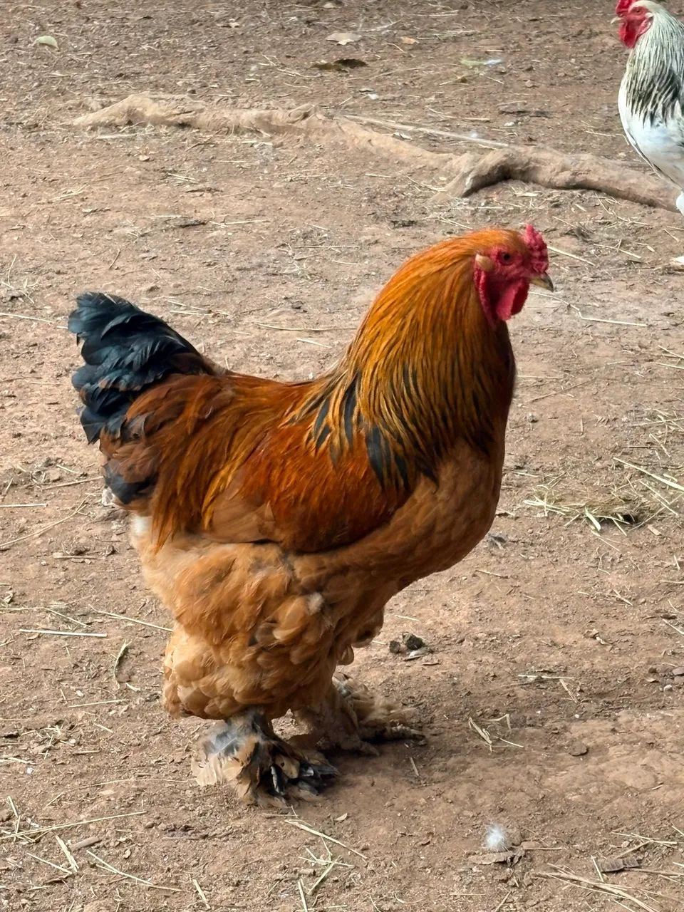 Galos jovens de Brahma e Garnize  - Foto 5