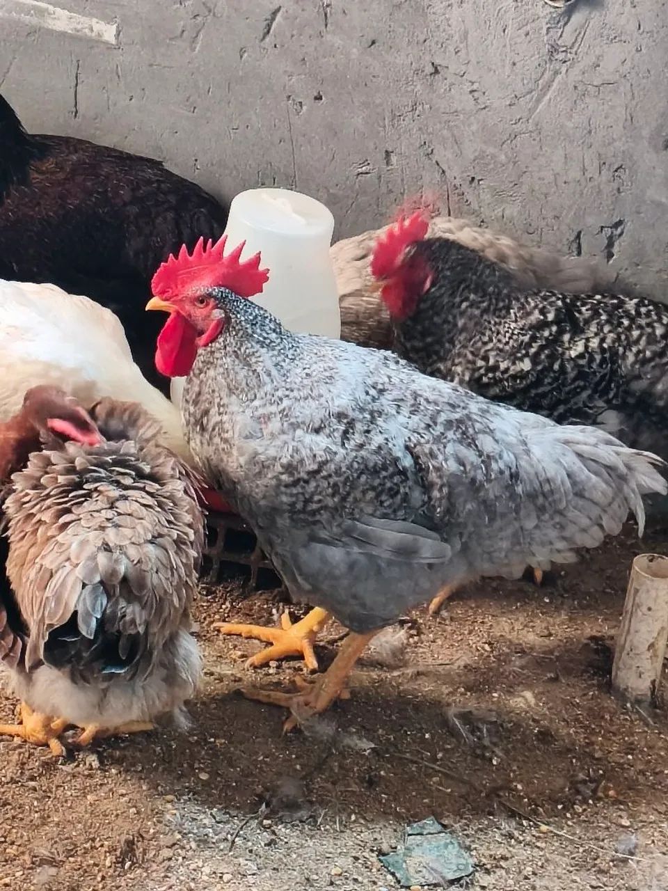 Frango e Franga Caipira  -  Prontos para Abate ou Postura, pesando em média 3kg