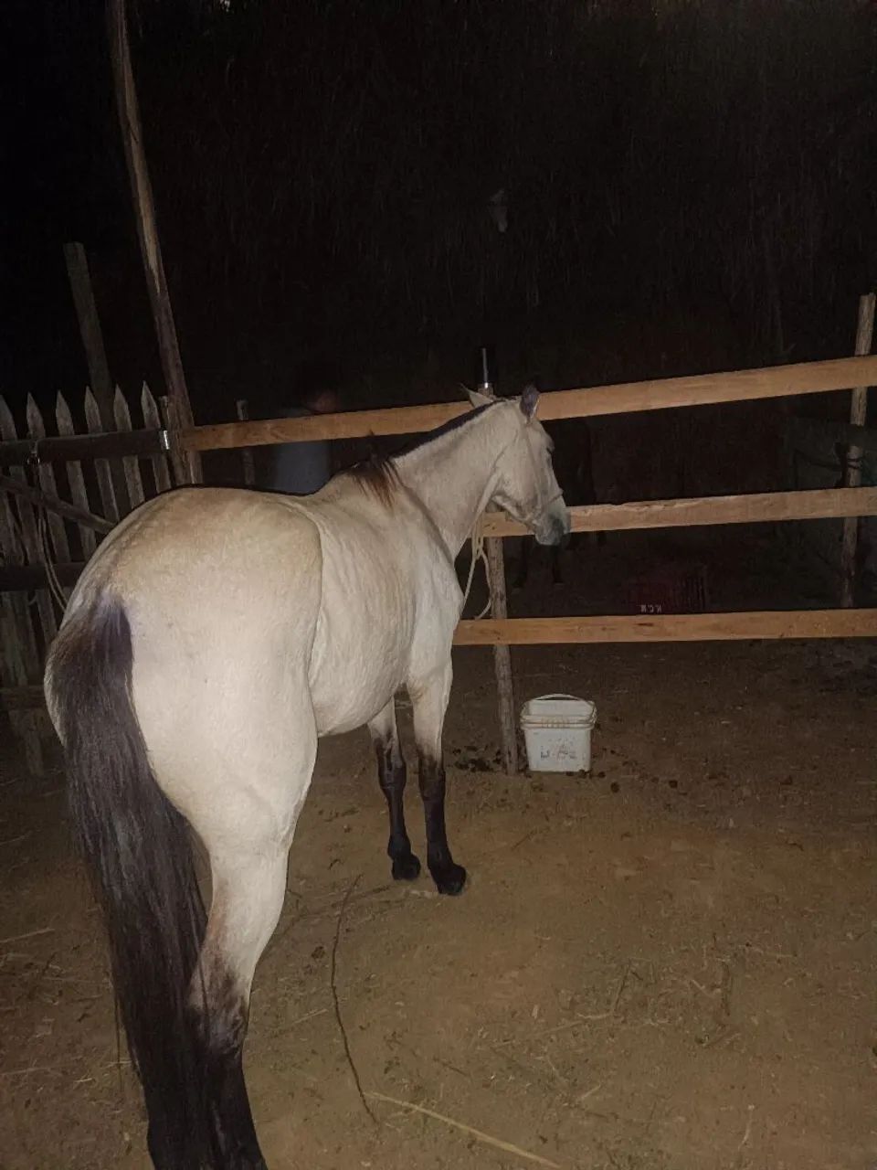 Cavalo  - Foto 4