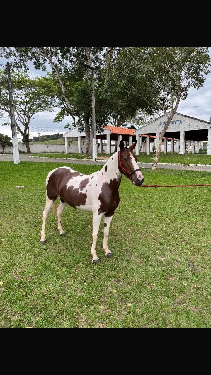 Animais para agropecuária  - Foto 3