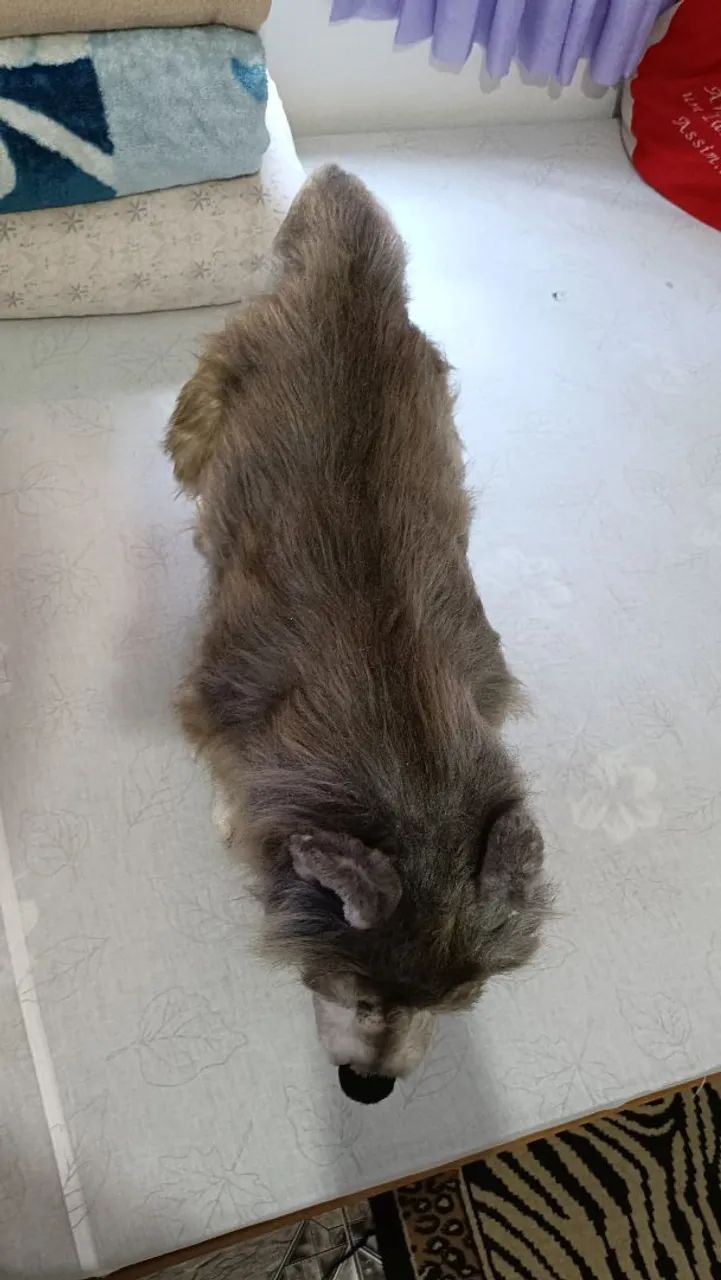 Cachorro 3D feito a mão - Foto 4