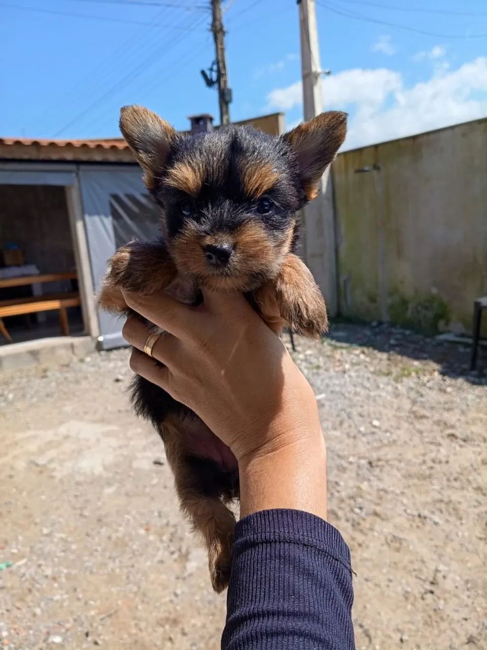 Yorkshire Terrier 