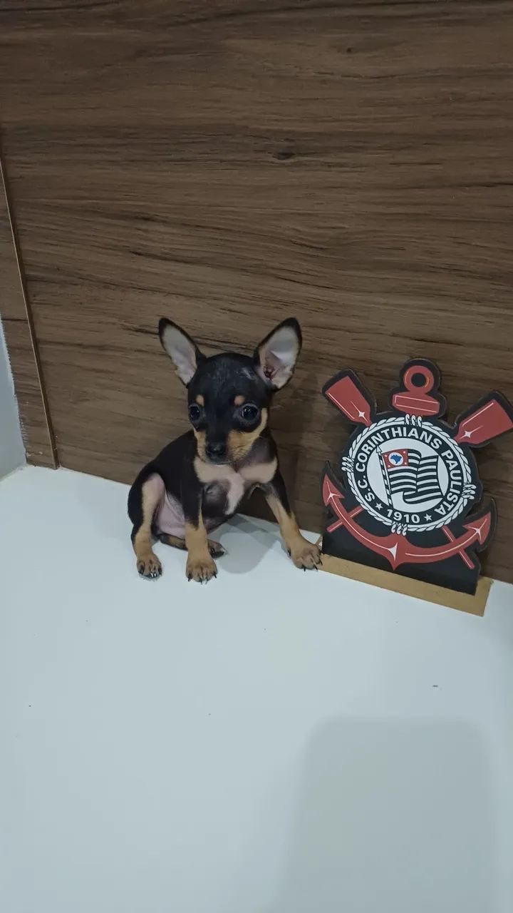 Pincher 0 macho - Foto 3