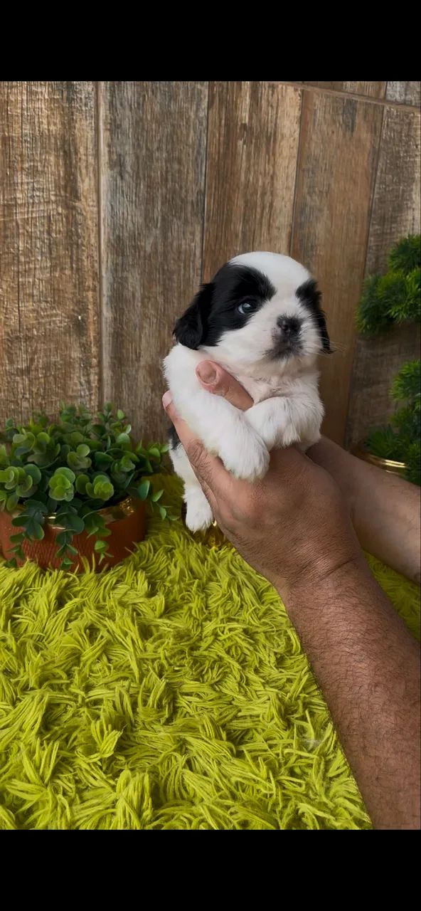 ShihTzu macho  - Foto 2