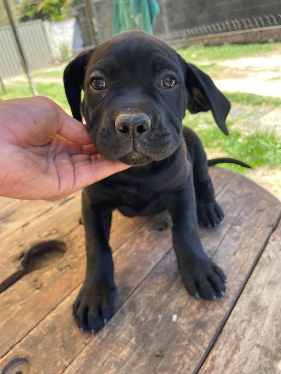 Fêmea e macho de Cane Corso, casal  - Foto 2