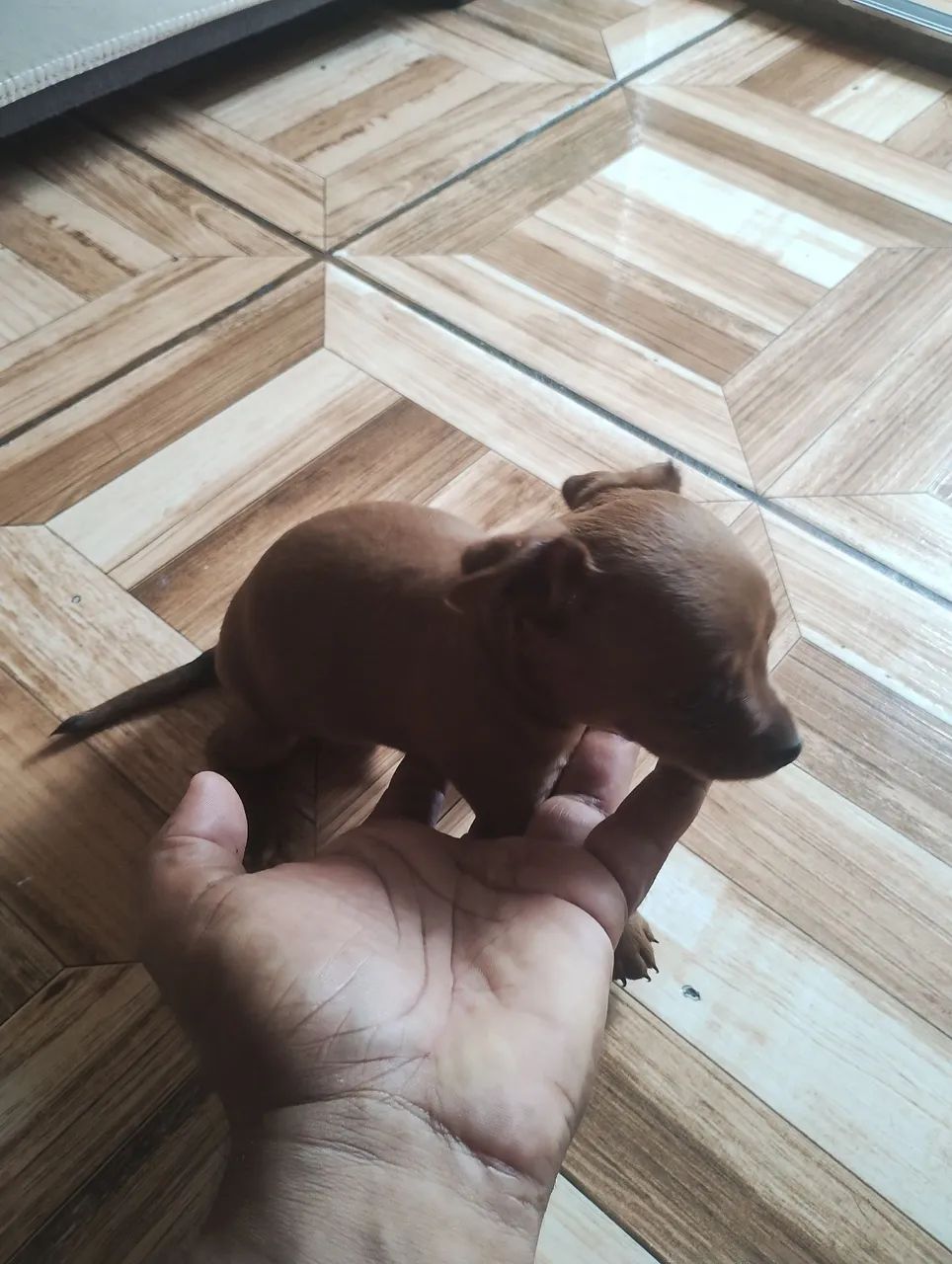Cachorro  - Foto 3