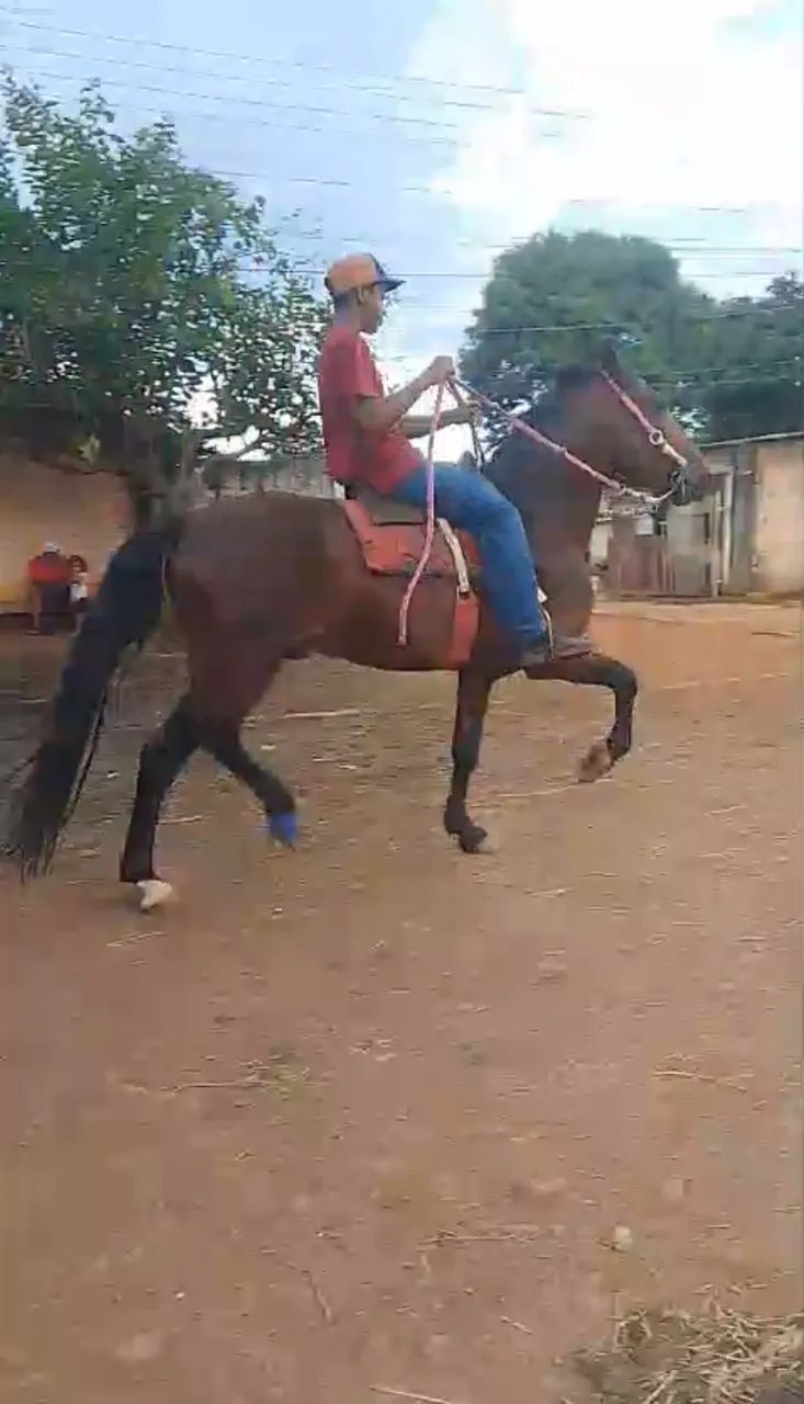 CAVALO MANGALARGA REGISTRADO Á VENDA - Foto 6
