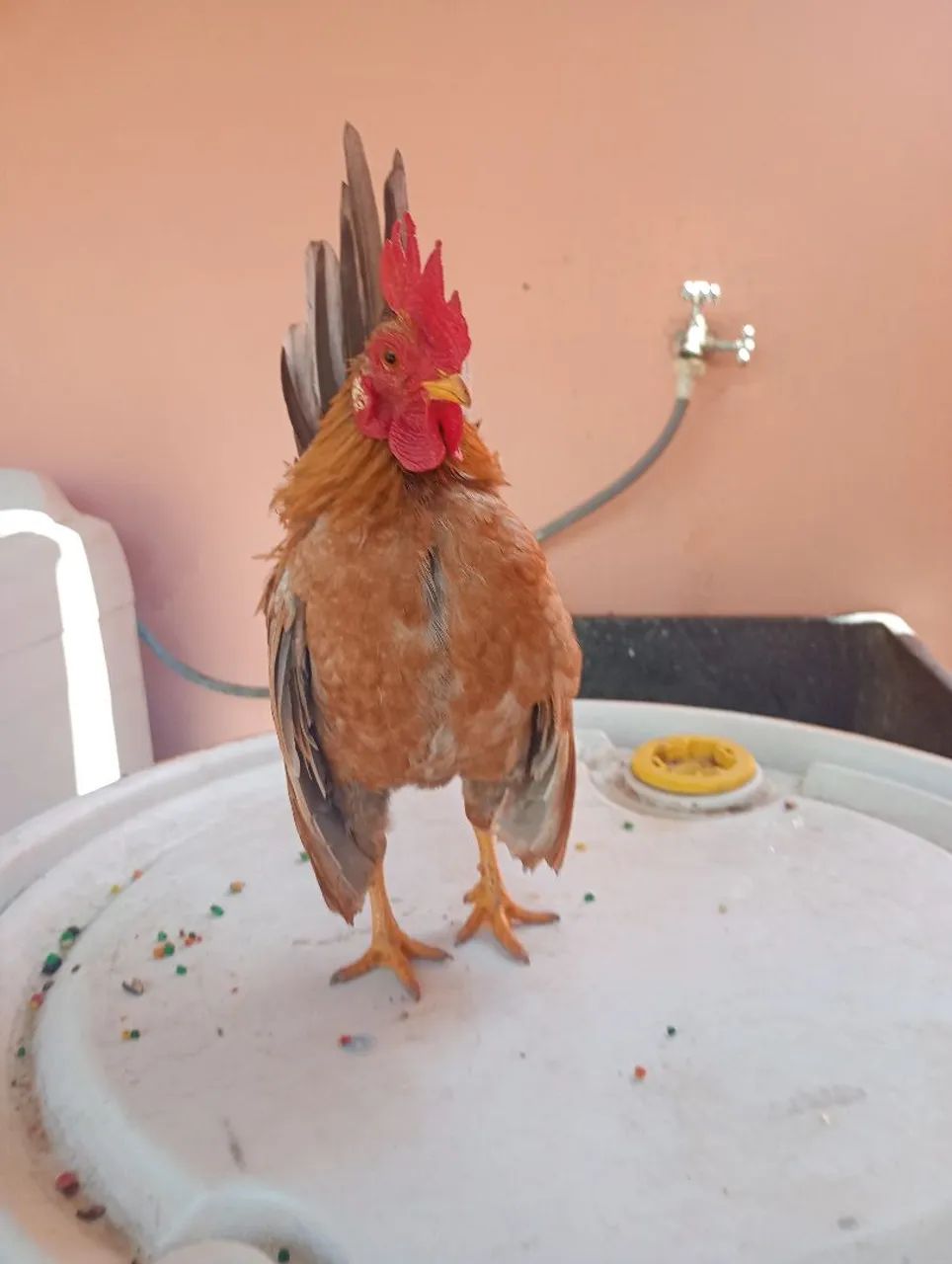 Garnize serama