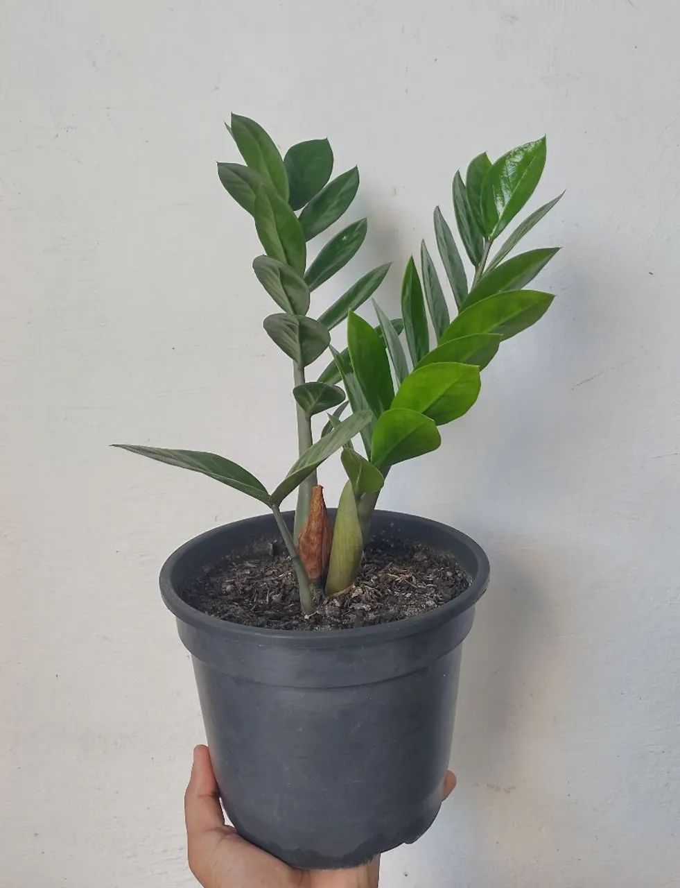 Zamioculca (Muda Planta da Fortuna)