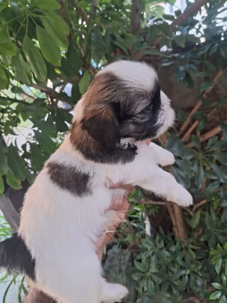 Cachorro  shituzu $ 900 - Foto 4