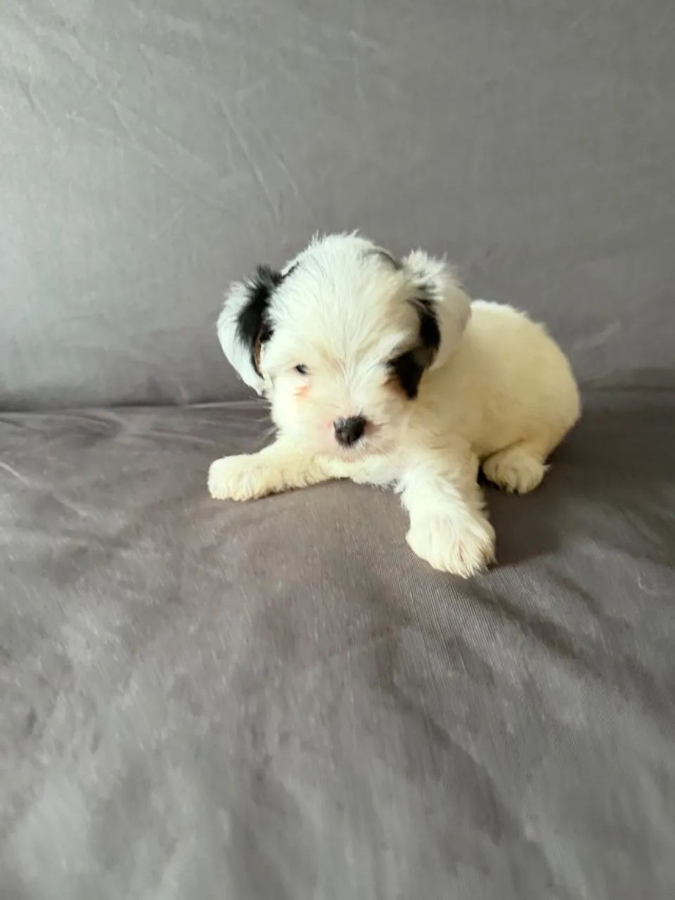 BIEWER TERRIER - Foto 5
