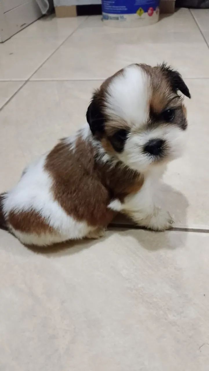 Shitzu mine machinho 
