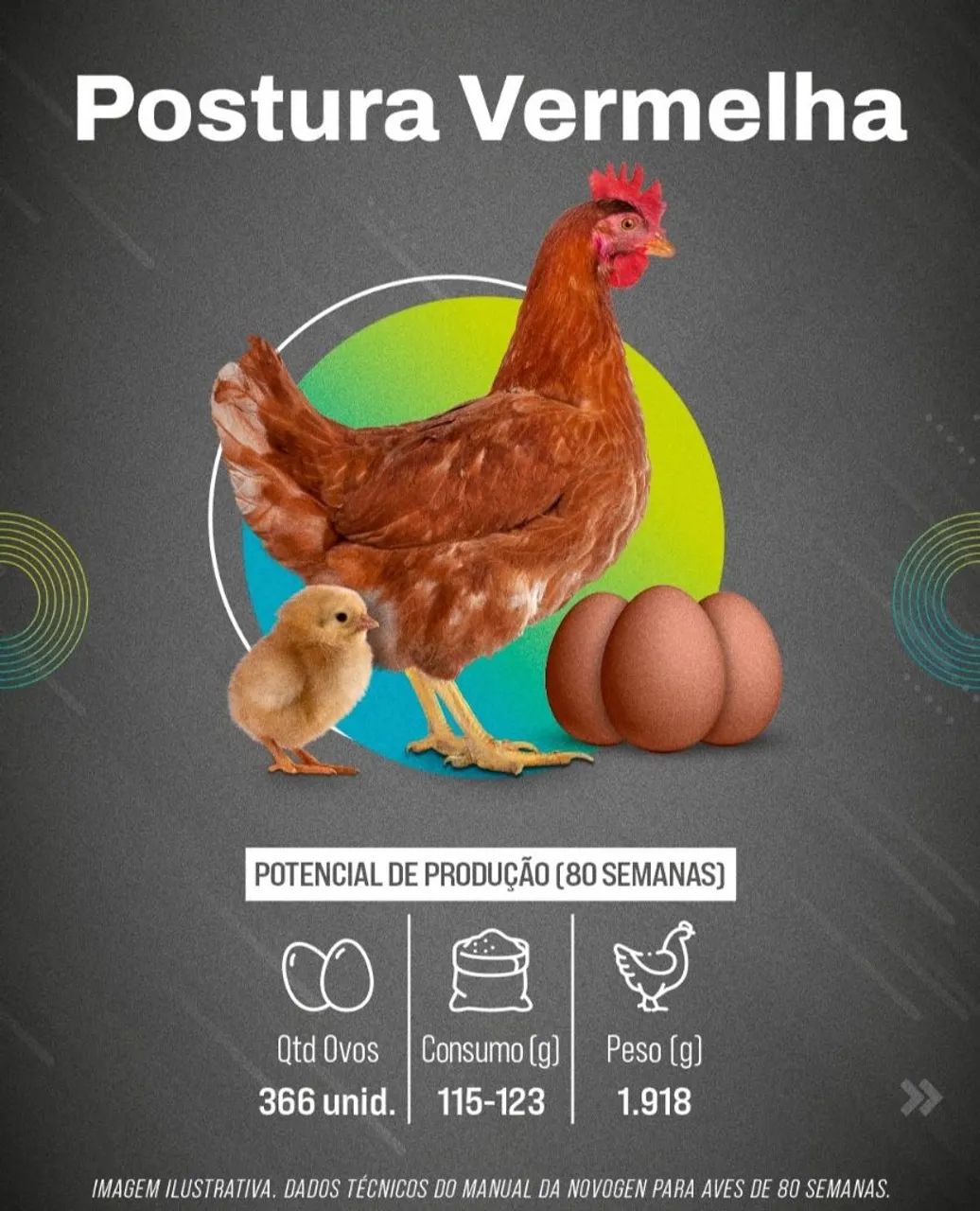 Pintinhos de postura