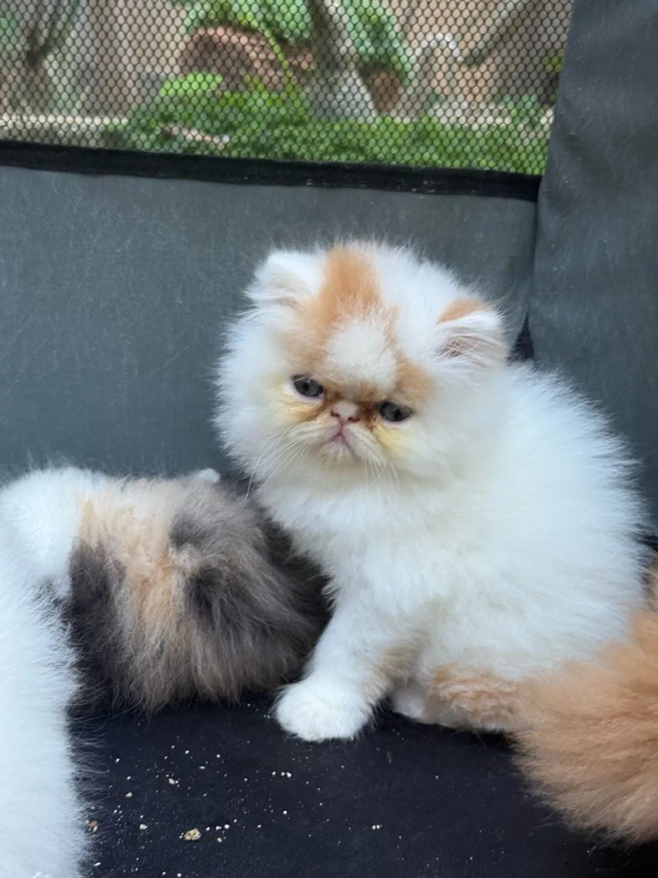 Gatinhas persa  - Foto 2