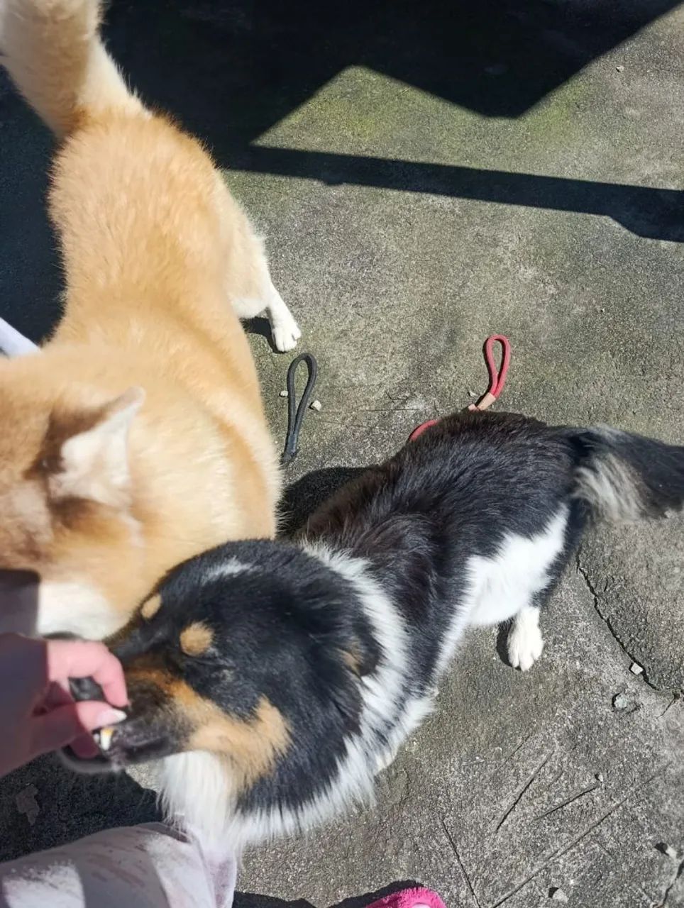 Doação Husky e Border - Foto 3