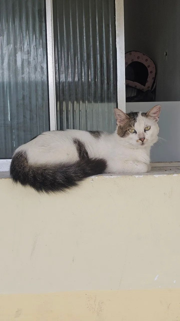 Gatinho para adoção 