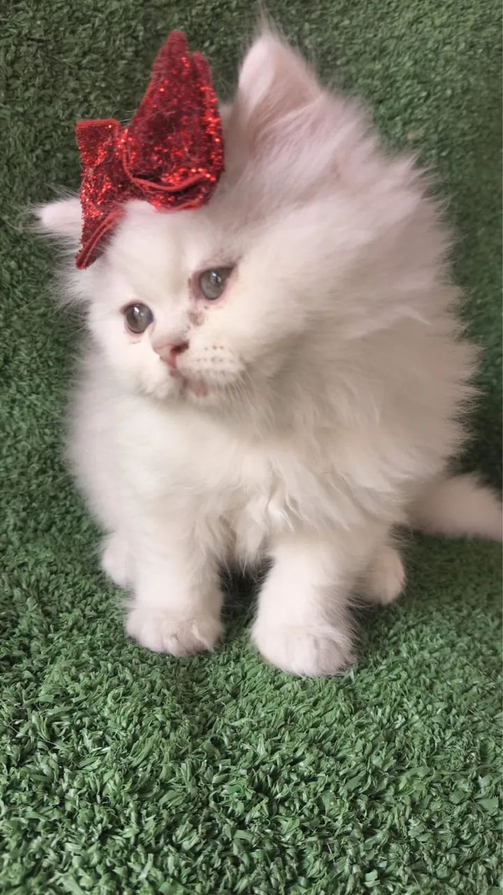 Gato Persa Filhote 