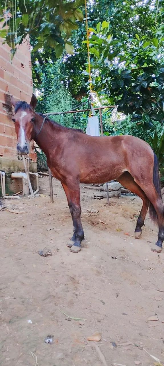 Porda pra vender , nova de 1 ano e 9 meses , esquipadora 