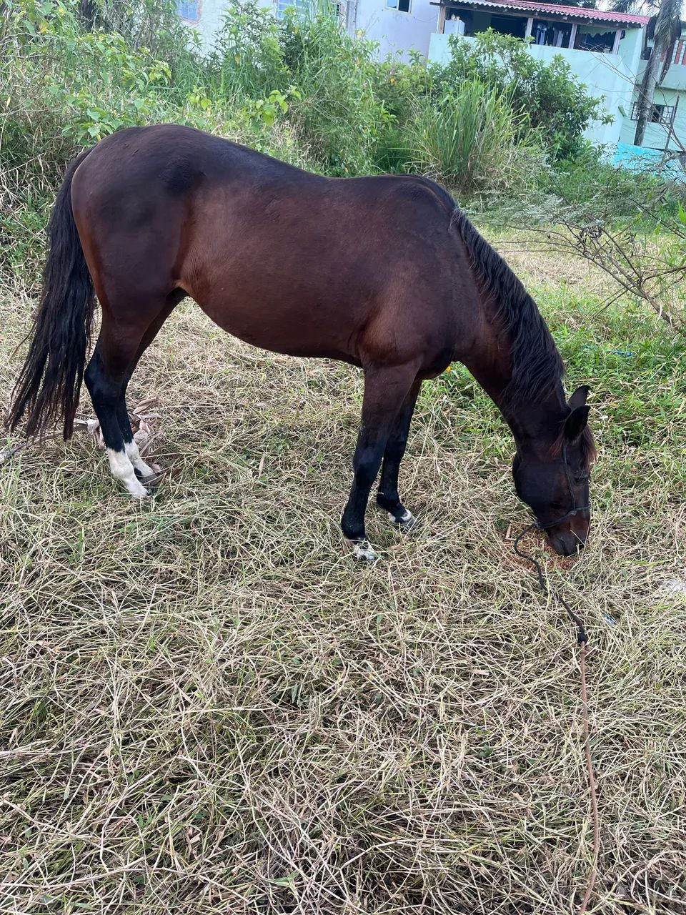Cavalo mangalarga  - Foto 4