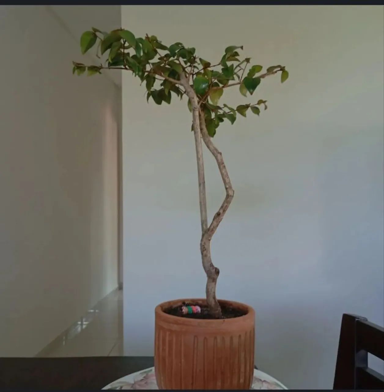 Bonsai Pitanga  - Foto 3